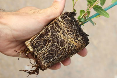 Close-up of hand holding plant