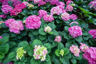 High angle view of pink flowering plants
