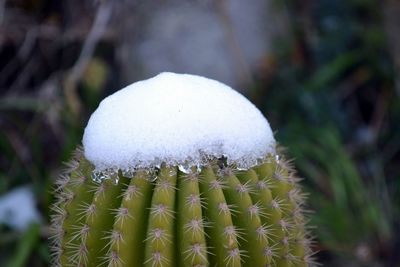 Close-up of frost on leaf