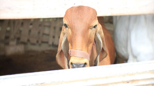 Portrait of horse in stable