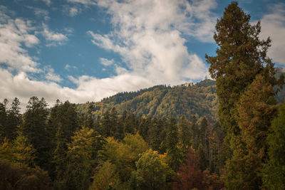 Pine trees in forest against sky