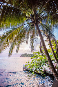 Palm tree by sea against sky