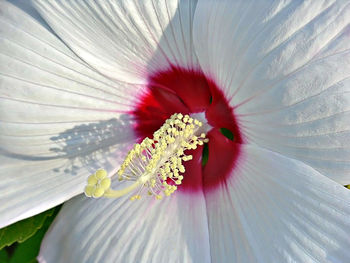 Close-up of hibiscus flower