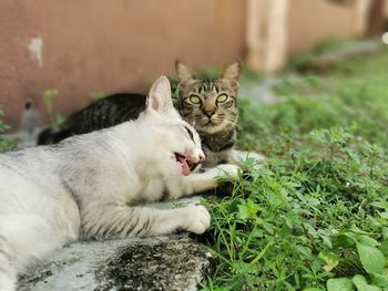 Cat lying in a field