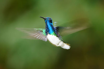 White-necked jacobin - florisuga mellivora - male in rara avis reserve