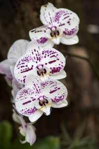 Close-up of flowers blooming outdoors