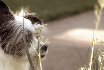 Close-up of a dog on field