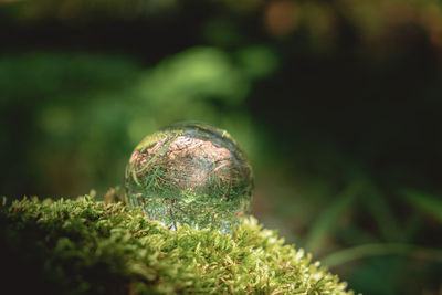 Environment concept, a crystal ball lies on a moss in the forest, relaxation. glass material.