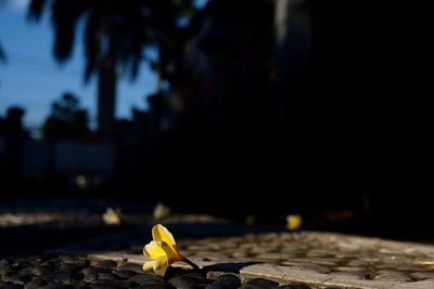 Close-up of yellow flower on tree