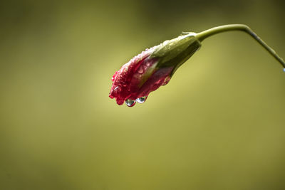 Close-up of water drops on red leaf