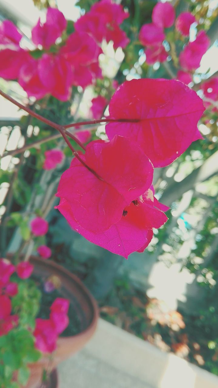 flower, fragility, freshness, pink color, focus on foreground, growth, petal, beauty in nature, close-up, nature, red, plant, selective focus, day, blooming, season, flower head, drop, blossom, branch