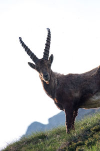 Low angle view portrait of goat on mountain against clear sky