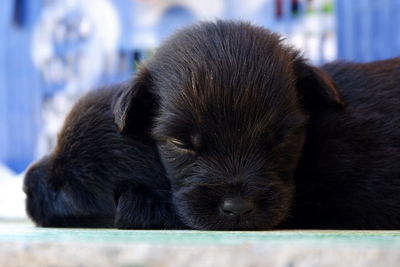 Close-up of dog sleeping