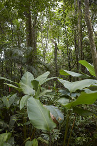 Low angle view of trees in forest