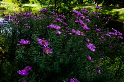 Close-up of purple flowers blooming outdoors