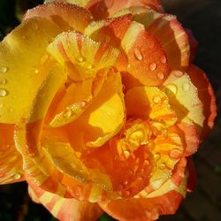 Close-up of water drops on orange rose flower