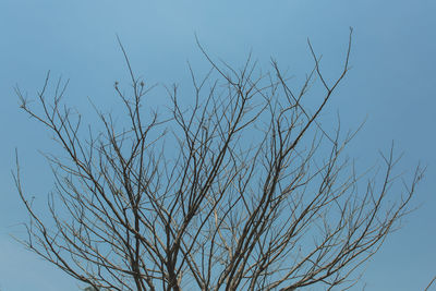 Low angle view of bird flying against clear sky