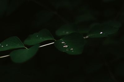 Close-up of raindrops on leaves