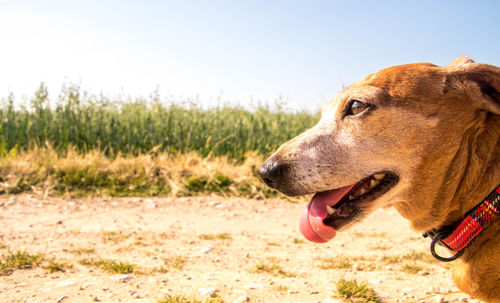 Side view of dog looking away