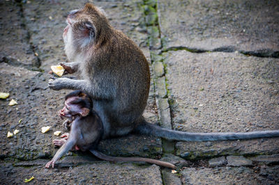 Monkeys eating food while sitting on footpath