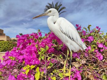 bird