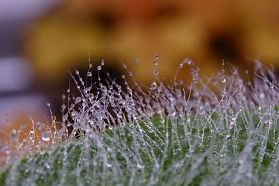 Close-up of plant against blurred background