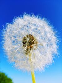 Close-up of dandelion against blue sky