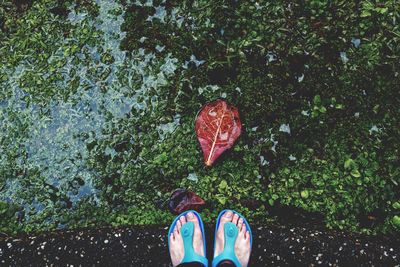 Low section of woman standing by plants growing in lake