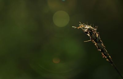 Close-up of insect on plant