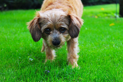 Portrait of puppy on grass