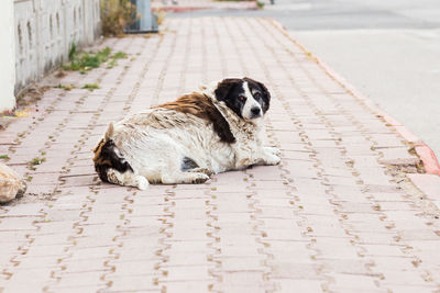 Portrait of dog sitting on footpath