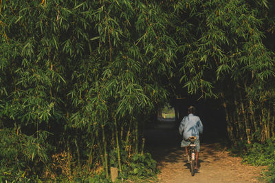 Rear view of man riding bicycle amidst bamboos on field