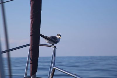 Bird perching on railing against sea