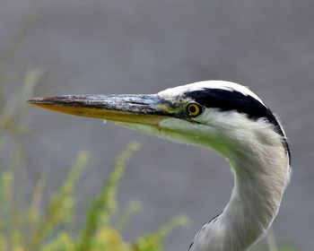 Close-up of a bird