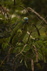 Close-up of parrot perching on branch