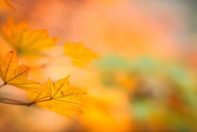 Close-up of maple leaves against blurred background