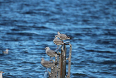 Seagull perching on wooden post in sea