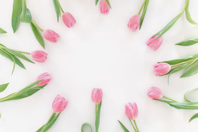 High angle view of pink petals on white background