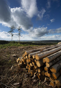 Stack of logs on field in forest against sky