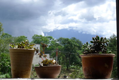 Potted plant against trees