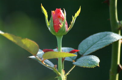 Close-up of pink flower