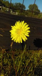 Close-up of yellow flower