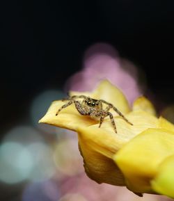 Close-up of insect on yellow leaf