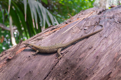 Close-up of lizard on tree