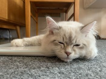 Close-up of a cat resting