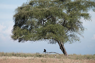 Tree on field against sky