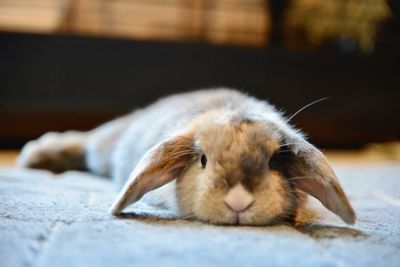 Close-up of rabbit