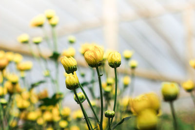 Close-up of yellow flowering plant on field