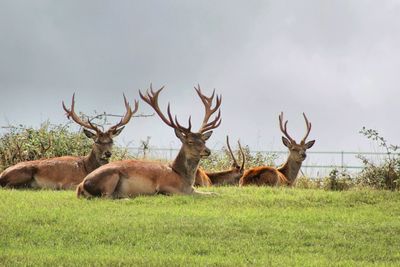 Stags in a field