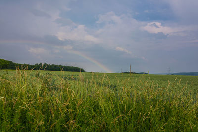 Scenic view of agricultural field against sky